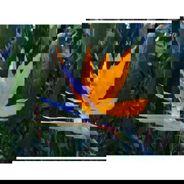 Birds of Paradise 'Strelitzia Reginae variety Parvifolia'